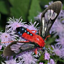 Cosmosoma myrodora