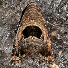 Tripudia rectangula