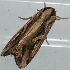 Spodoptera dolichos