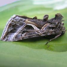 Autographa flagellum