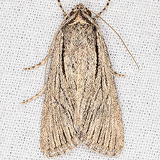 Sympistis aqualis