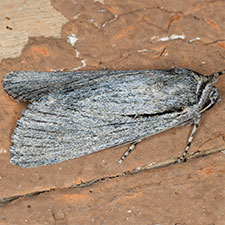 Sympistis aqualis