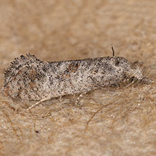 Cochylis carmelana