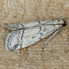Cacotherapia lecerfialis