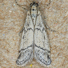 Cacotherapia lecerfialis