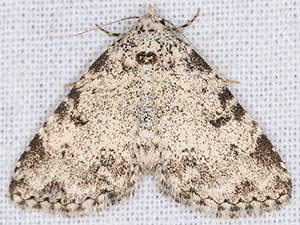Homocerynea cleoriformis