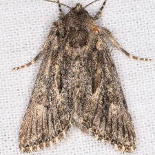 Aseptis serrula