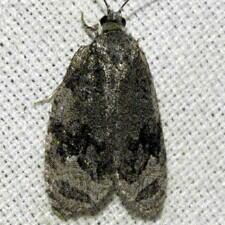 Apotomis sp.