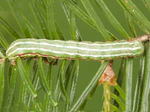 Feralia jocosa