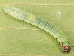 Antaeotricha leucillana