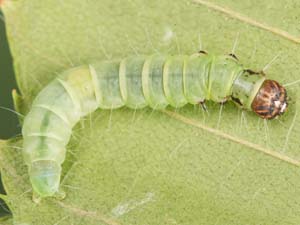 Antaeotricha leucillana