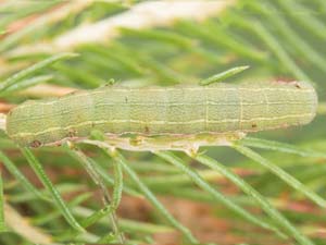 Anarta trifolii