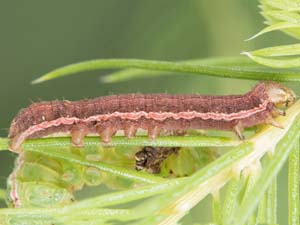 Anarta trifolii