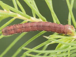 Anarta trifolii