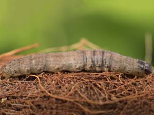 Agrotis ipsilon