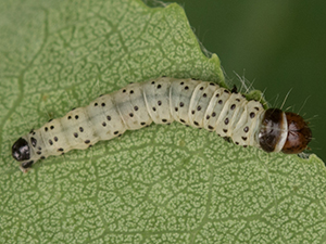 Pseudosciaphila duplex