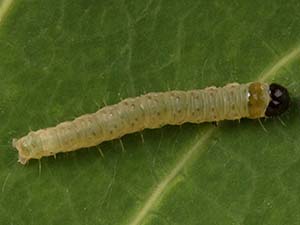 Epinotia solandriana