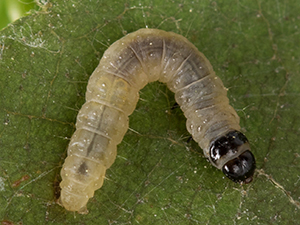 Acleris placidana