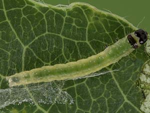 Acleris nigrolinea