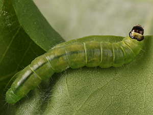 Choristoneura rosaceana