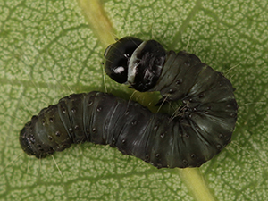 Choristoneura conflictana