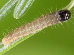 Choristoneura fumiferana