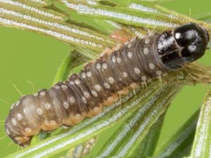 Choristoneura fumiferana