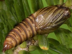 Choristoneura fumiferana