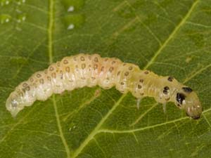 Herpetogramma pertextalis