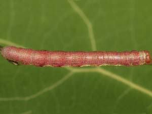 Macaria loricaria