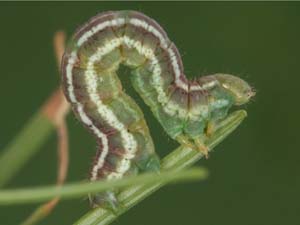 Macaria sexmaculata