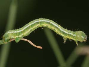 Macaria sexmaculata