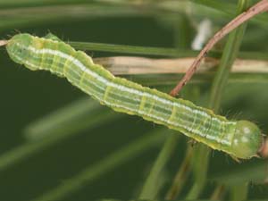 Macaria sexmaculata