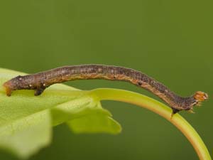 Iridopsis ephyraria