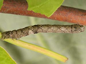 Hypagyrtis unipunctata