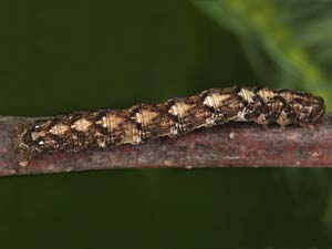 Hypagyrtis piniata