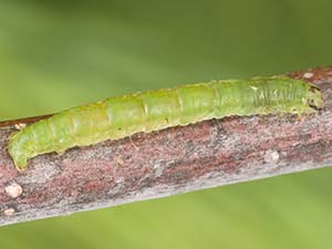 Lomographa vestaliata