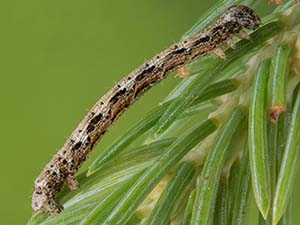 Lambdina fiscellaria