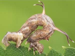 Nematocampa resistaria