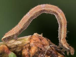 Eupithecia lariciata