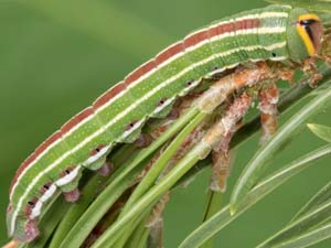 Lapara bombycoides