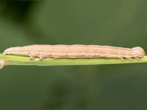 Caenurgina crassiuscula