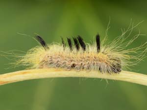 Acronicta lepusculina