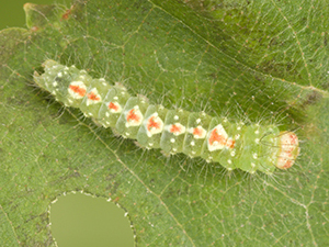 Acronicta innotata