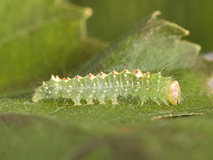 Acronicta innotata