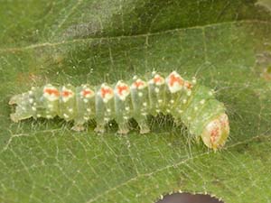 Acronicta innotata