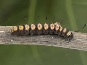 Acronicta funeralis