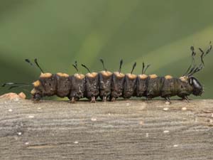 Acronicta funeralis