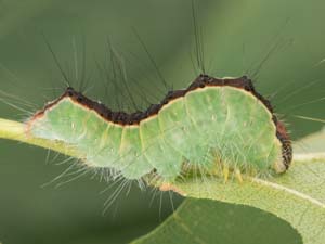 Acronicta superans