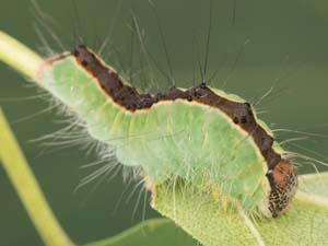 Acronicta superans